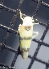 Empoa gillettei