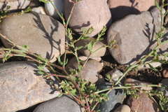 Polygonum maritimum