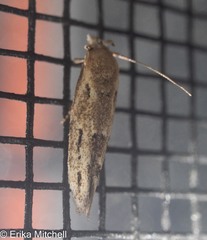 Mompha brevivittella