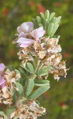 Indigofera flabellata