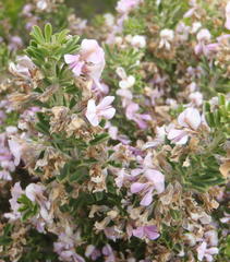 Indigofera flabellata