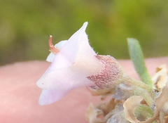 Indigofera flabellata