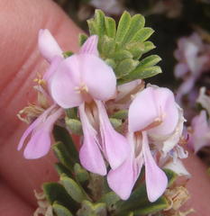 Indigofera flabellata