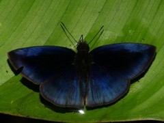 Anastrus neaeris