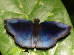 Anastrus neaeris