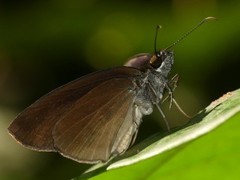 Anastrus neaeris