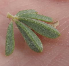 Indigofera flabellata