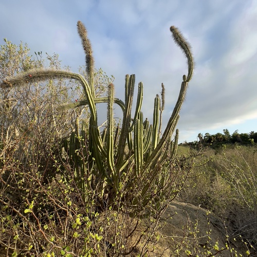 Pachycereus schottii