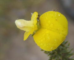 Aspalathus opaca rostriloba