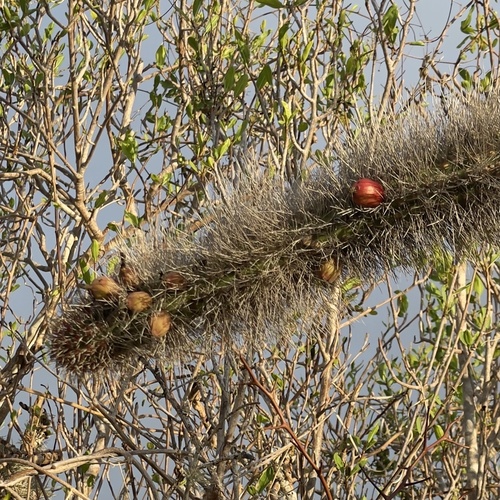 Pachycereus schottii