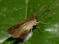 Calpodes triangularis