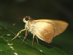 Calpodes triangularis