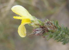 Aspalathus opaca rostriloba