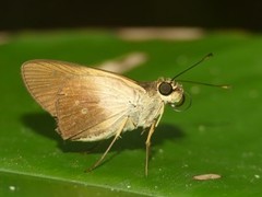 Calpodes triangularis