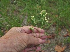 Brickellia eupatorioides texana