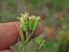 Brickellia eupatorioides texana
