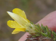 Aspalathus opaca rostriloba