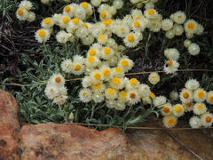 Image of Helichrysum chionosphaerum