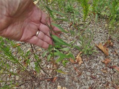 Brickellia eupatorioides texana