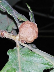 Andricus infectorius