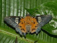 Myscelus assaricus