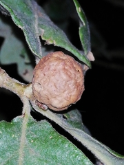 Andricus infectorius