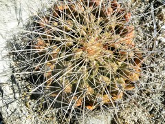 Thelocactus