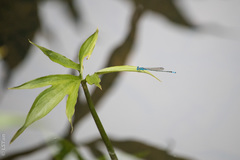 Pseudagrion microcephalum