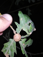 Andricus infectorius