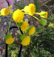 Senecio paniculatus