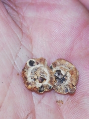 Andricus infectorius