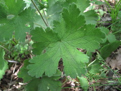 Geranium platypetalum