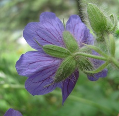 Geranium platypetalum