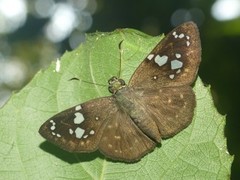 Celaenorrhinus eligius