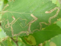Stigmella lapponica