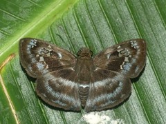 Quadrus cerialis