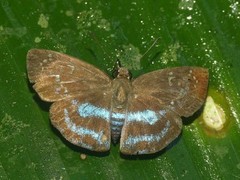 Quadrus contubernalis