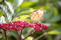 Cupha erymanthis lotis