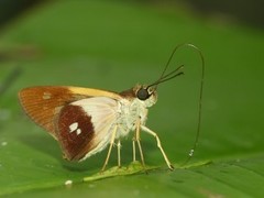 Calpodes esperi esperi