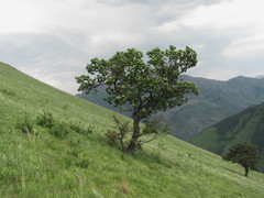 Quercus macranthera