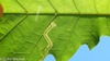 Stigmella Quercipulchella Group - Photo (c) Erika Mitchell, some rights reserved (CC BY-NC), uploaded by Erika Mitchell