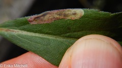 Calycomyza solidaginis