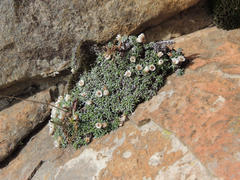 Helichrysum sessilioides image