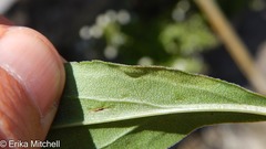 Calycomyza solidaginis