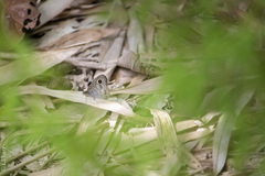 Ypthima baldus newboldi