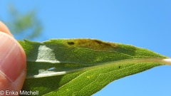 Calycomyza solidaginis