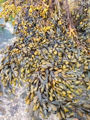 Fucus guiryi