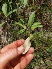 Croton argyranthemus
