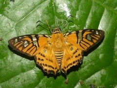 Myscelus nobilis