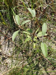 Croton argyranthemus